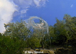 Freshwater jellyfish by Niky Šímová 